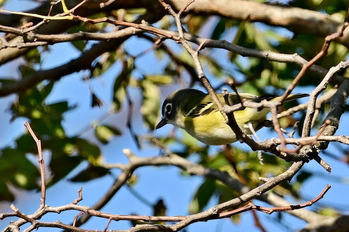 Blue-headed Vireo - ML644053977