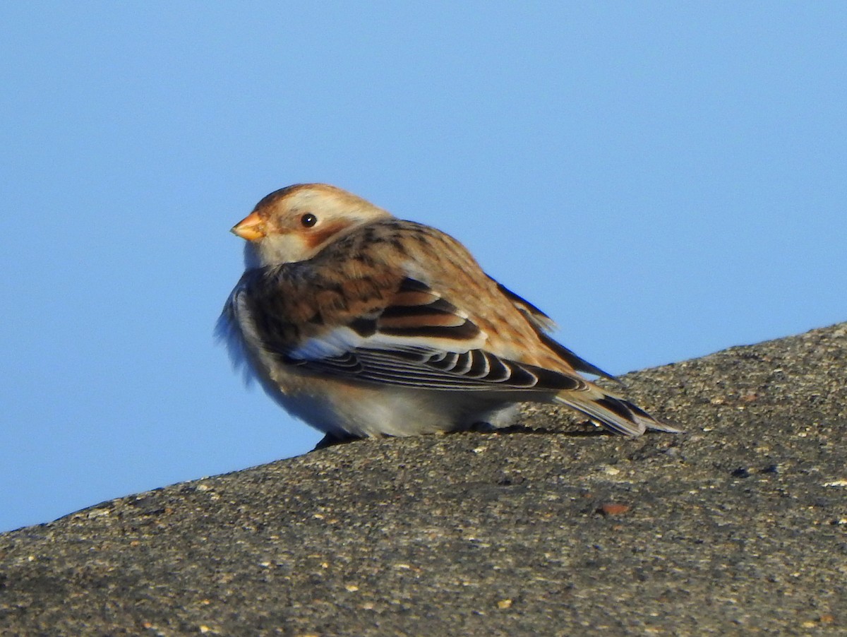 Snow Bunting - ML644053979