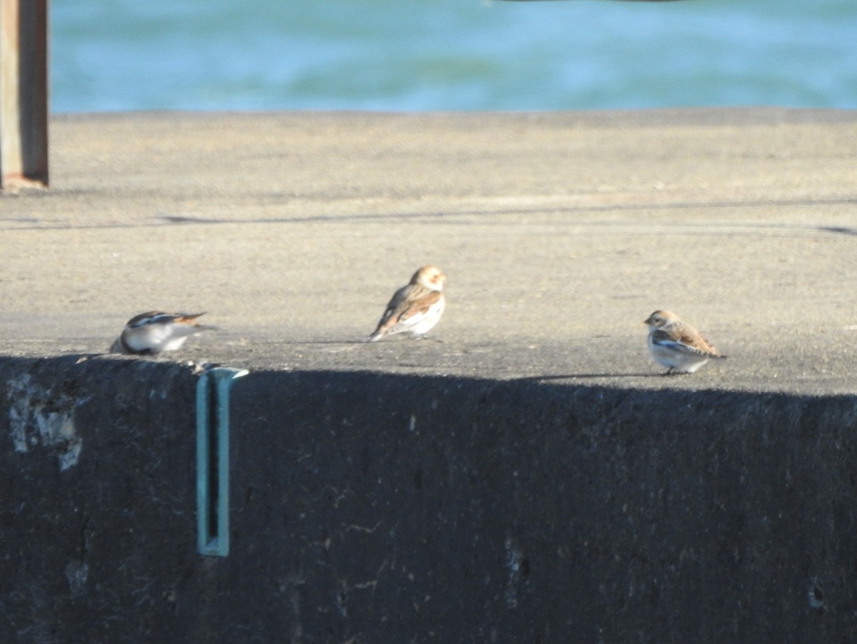 Snow Bunting - ML644053980