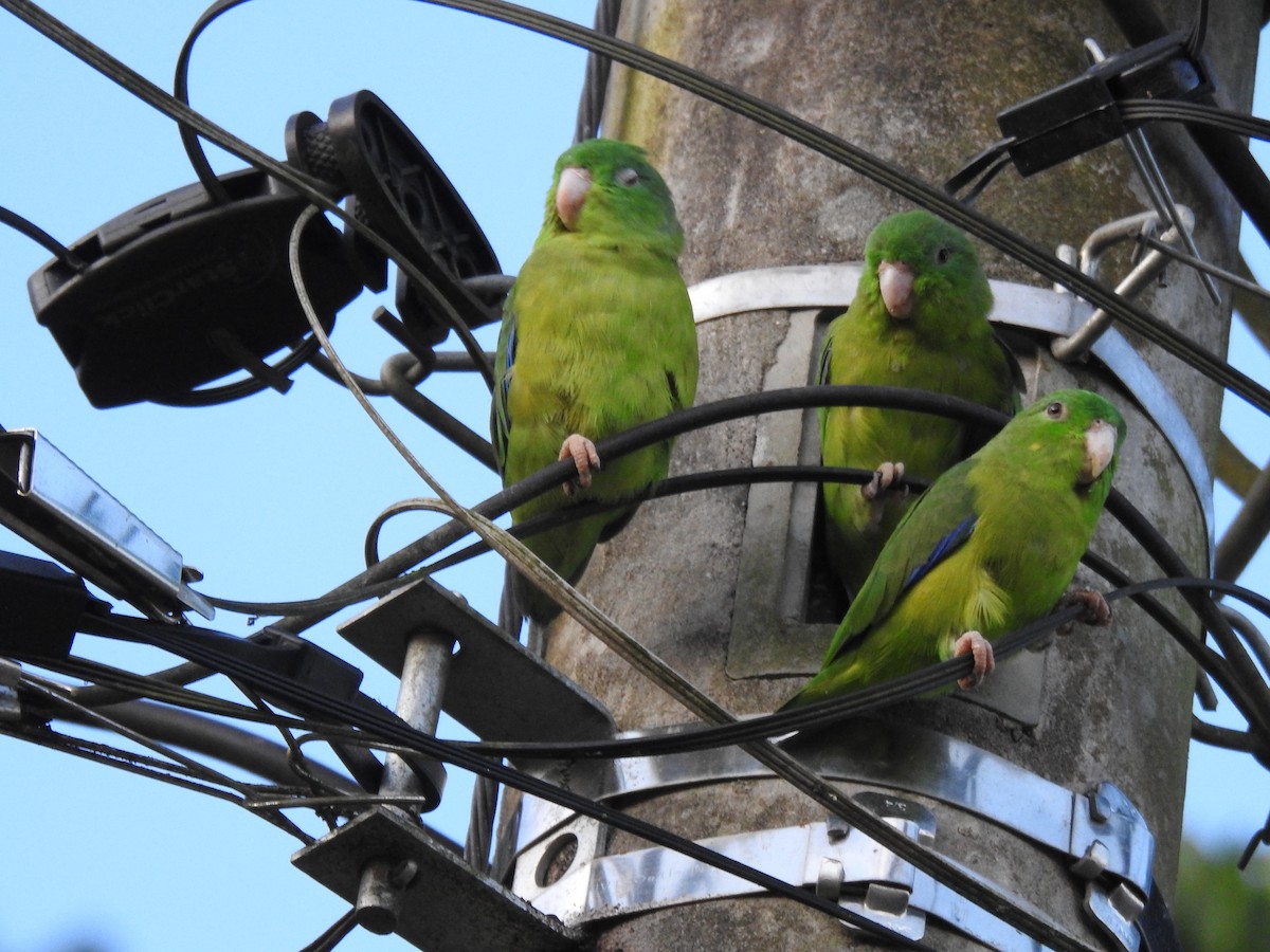 Riparian Parrotlet - ML644053982