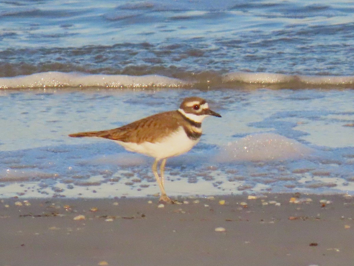Killdeer - ML644053984
