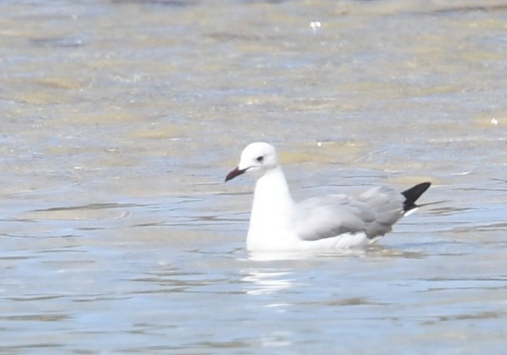 Hartlaub's Gull - ML644053985