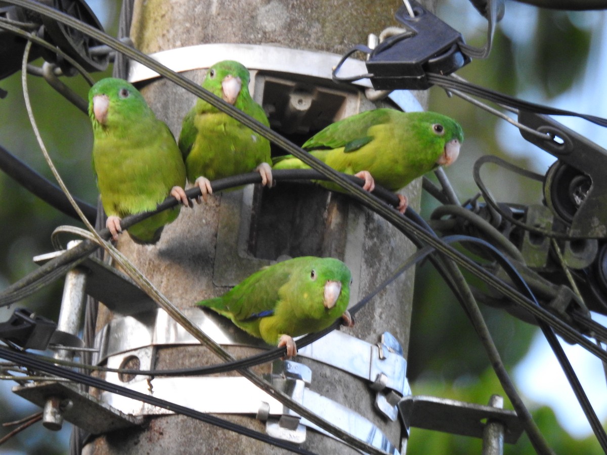 Riparian Parrotlet - ML644053986