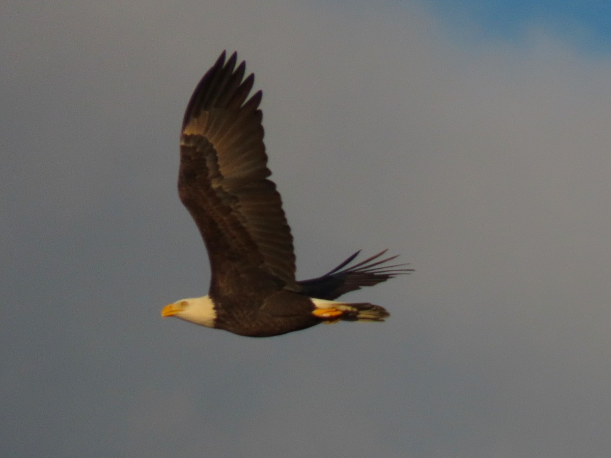 Bald Eagle - ML644053987