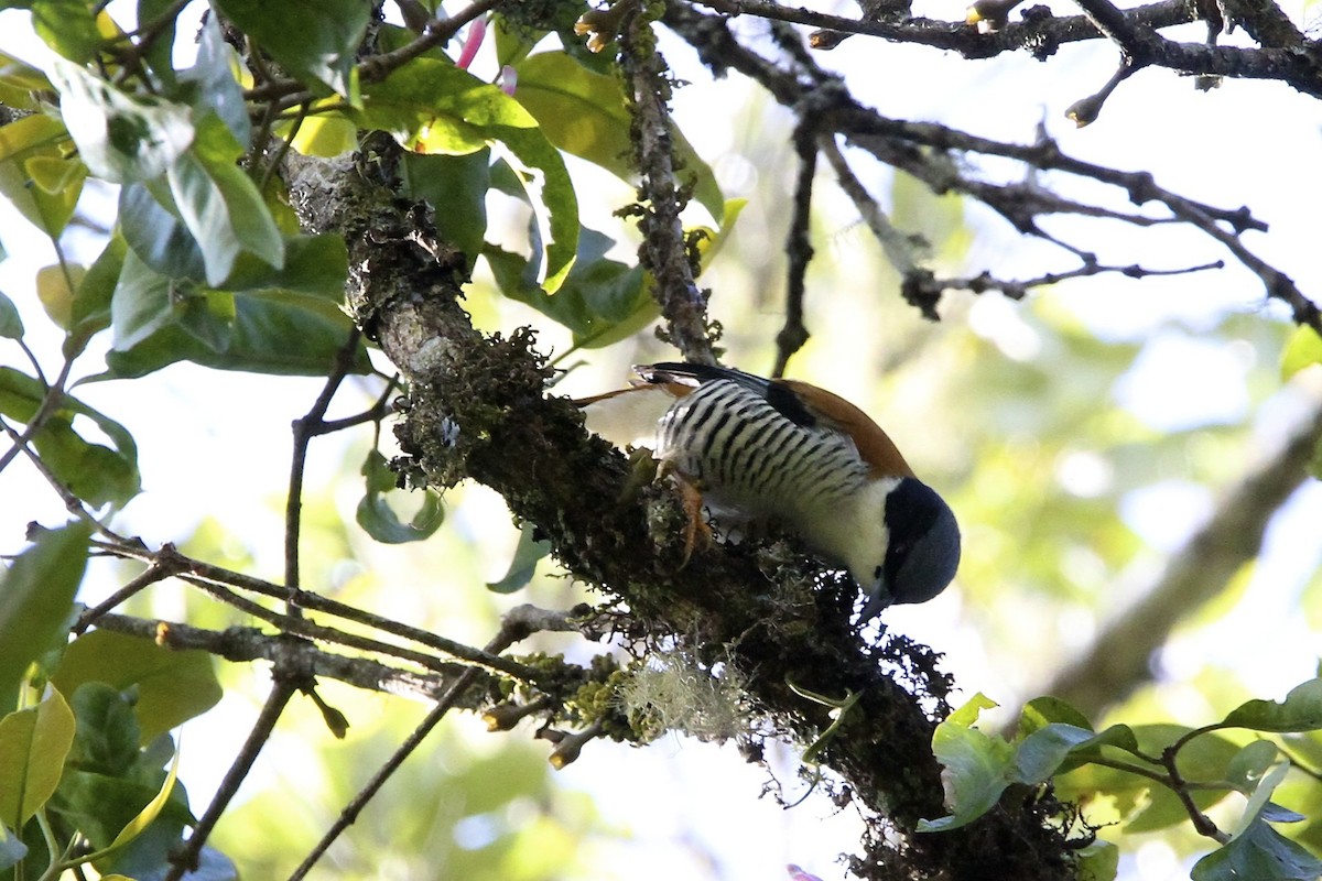 Himalaya Kutyası - ML644053992