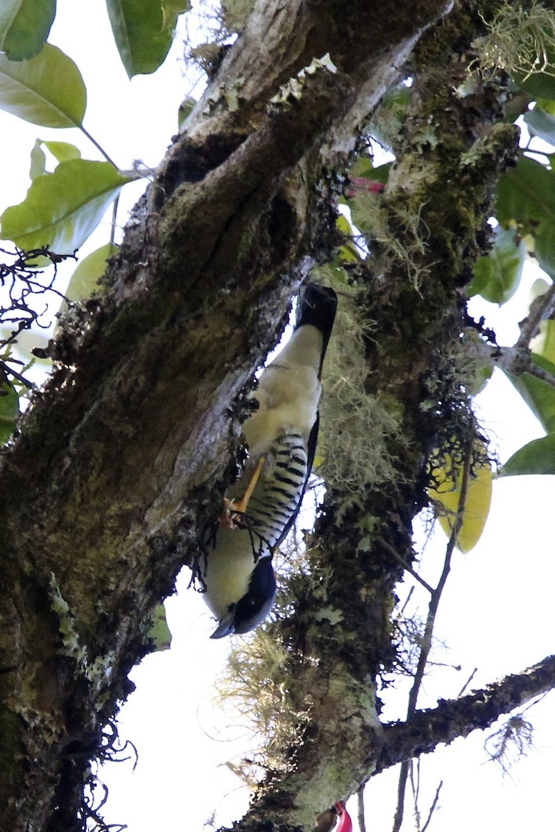 Himalaya Kutyası - ML644053993