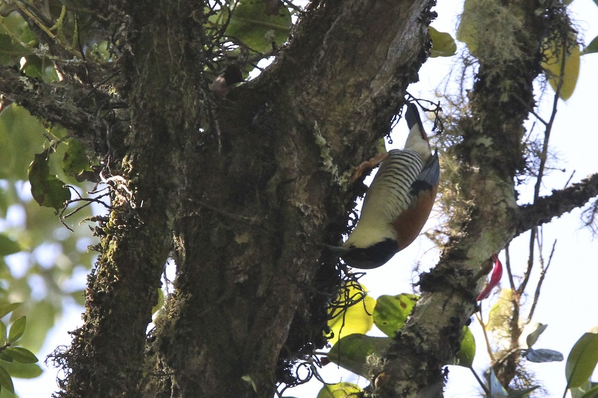 Himalaya Kutyası - ML644053995