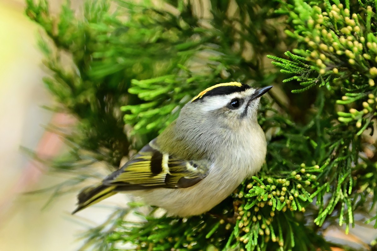 Golden-crowned Kinglet - ML644054000