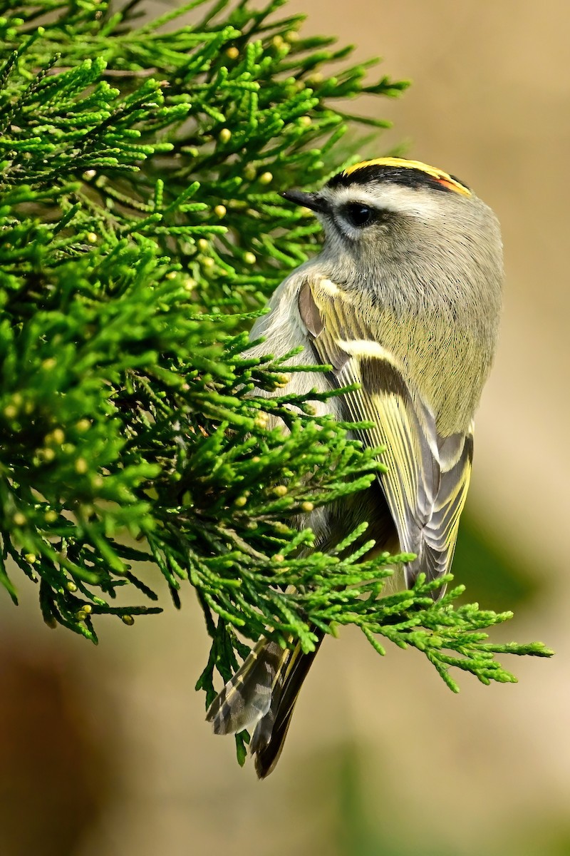 Golden-crowned Kinglet - ML644054001