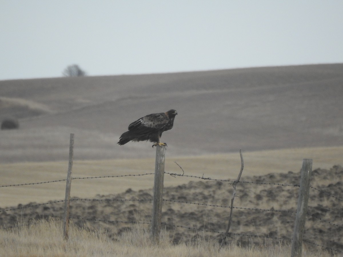 Golden Eagle - ML644054002