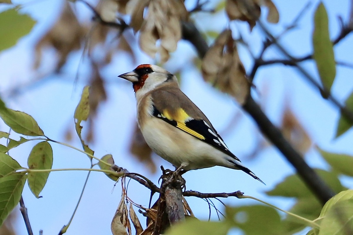 European Goldfinch - ML644054005