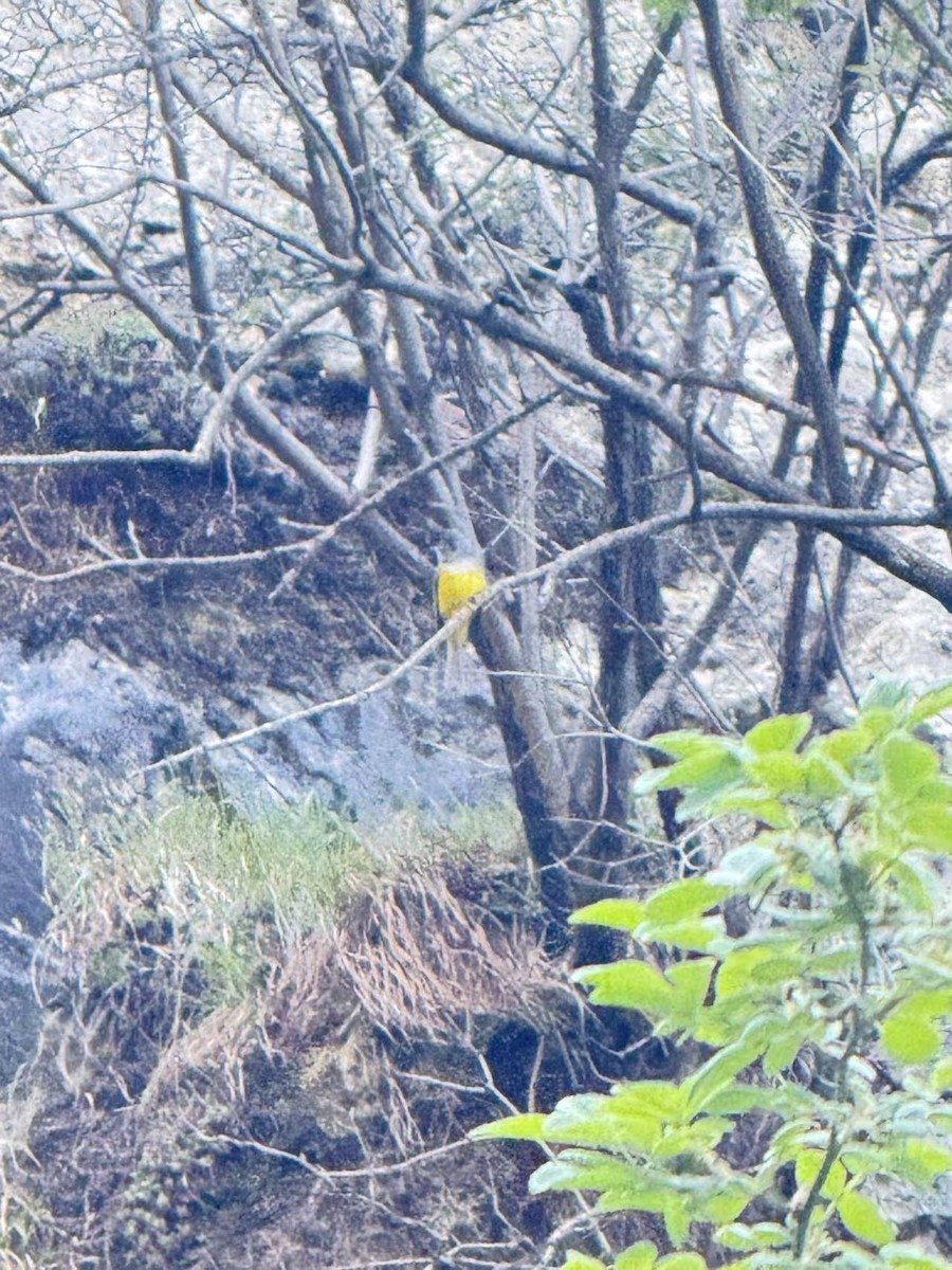 Gray-headed Canary-Flycatcher - ML644054009