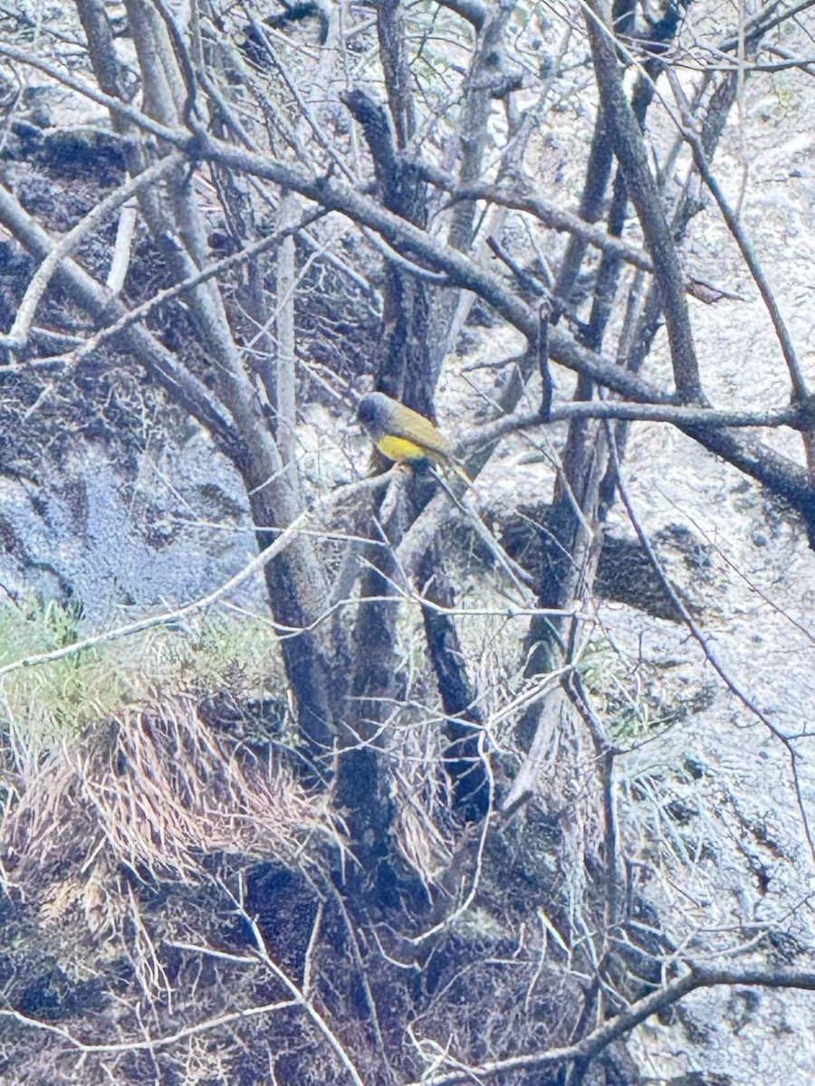 Gray-headed Canary-Flycatcher - ML644054010