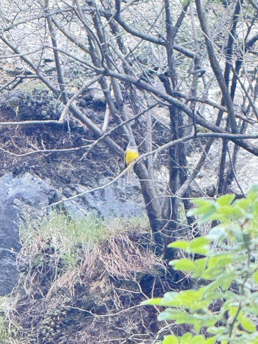 Gray-headed Canary-Flycatcher - ML644054011