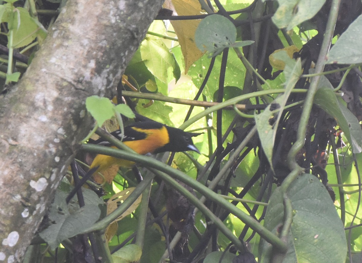 Bar-winged Oriole - ML644054013