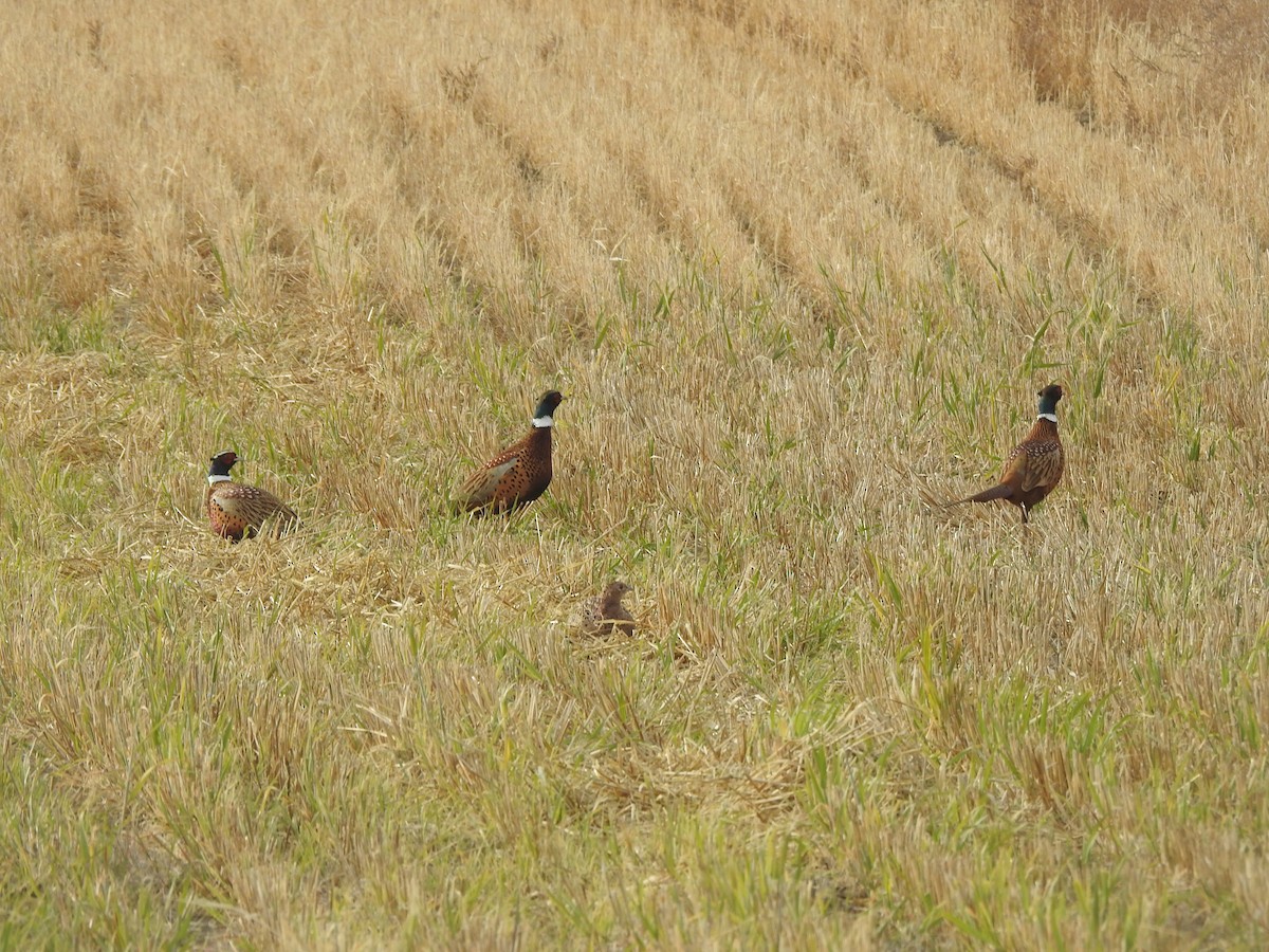 Ring-necked Pheasant - ML644054015