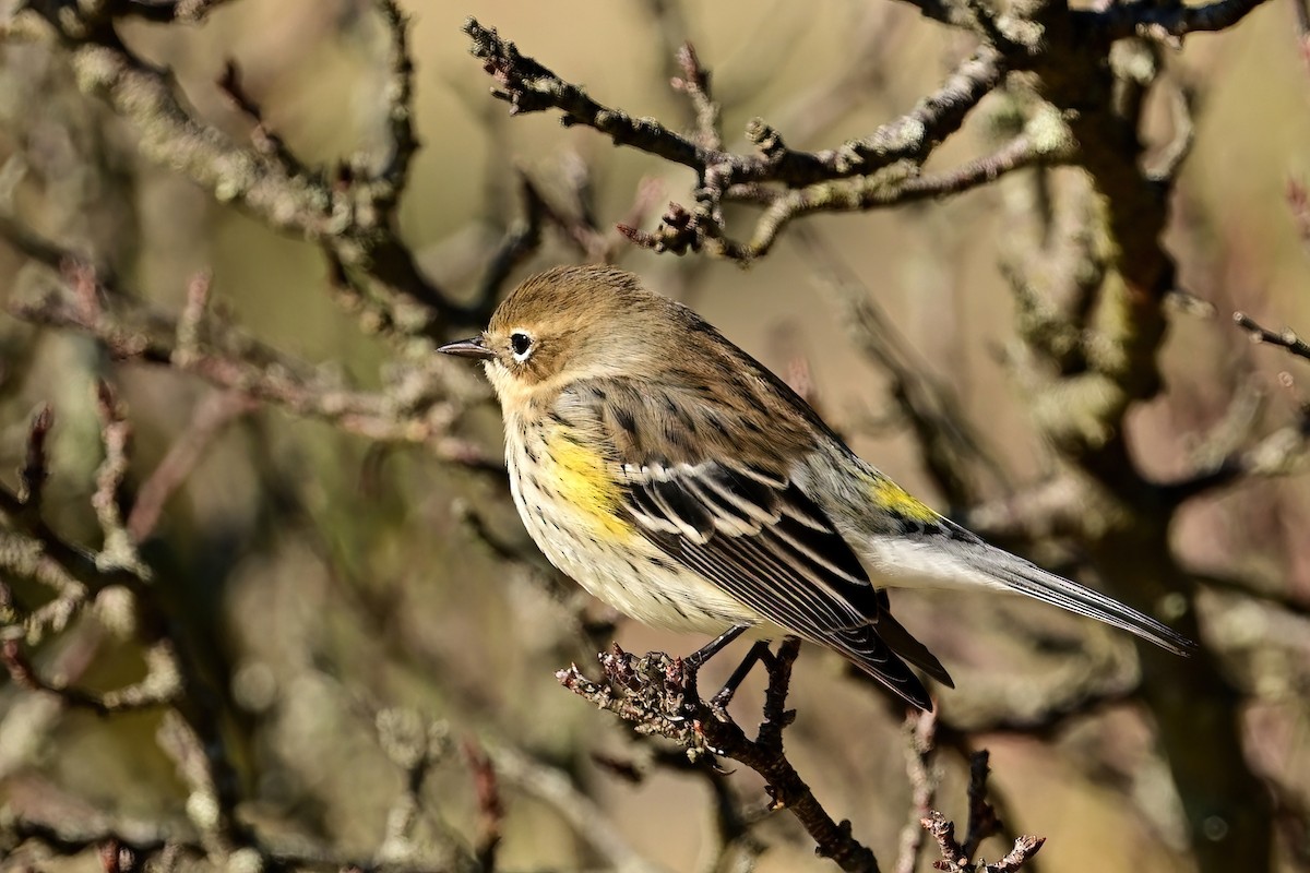 Yellow-rumped Warbler - ML644054016