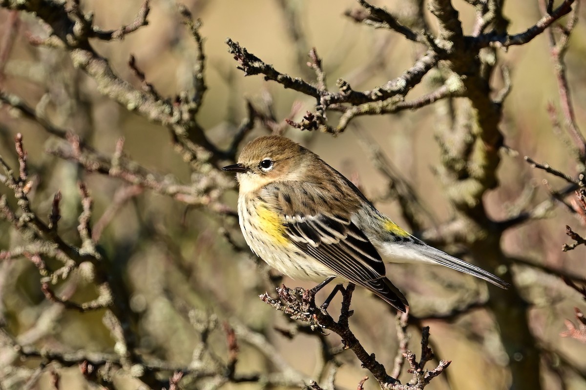 Yellow-rumped Warbler - ML644054017