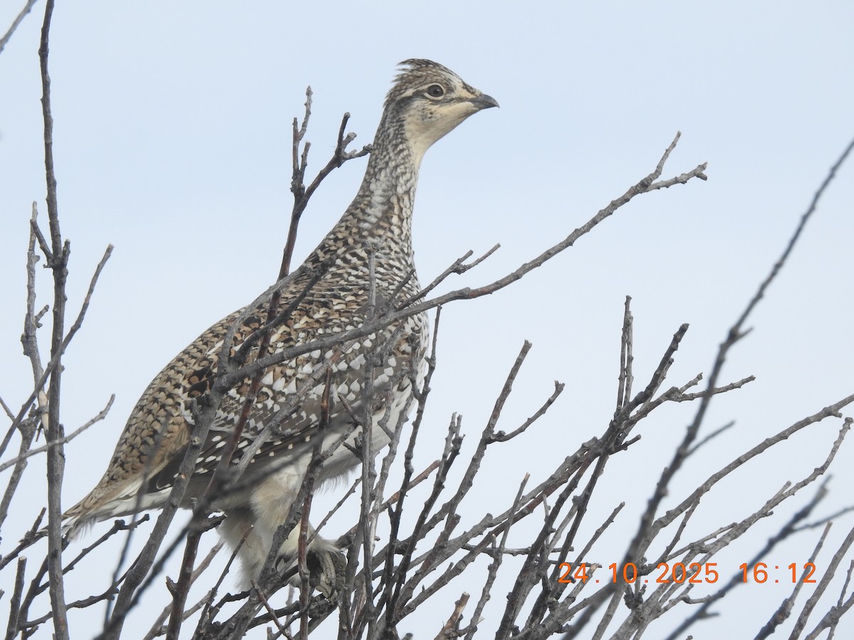 Sharp-tailed Grouse - ML644054020
