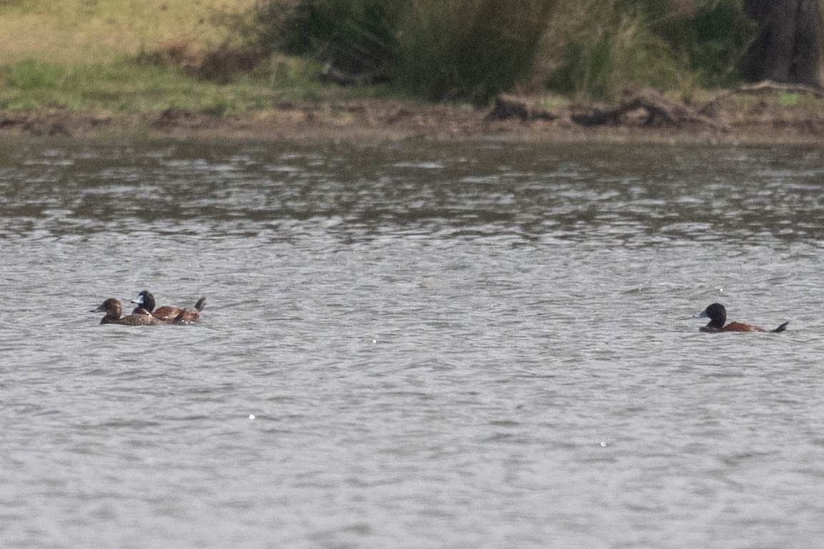 Blue-billed Duck - ML644054021
