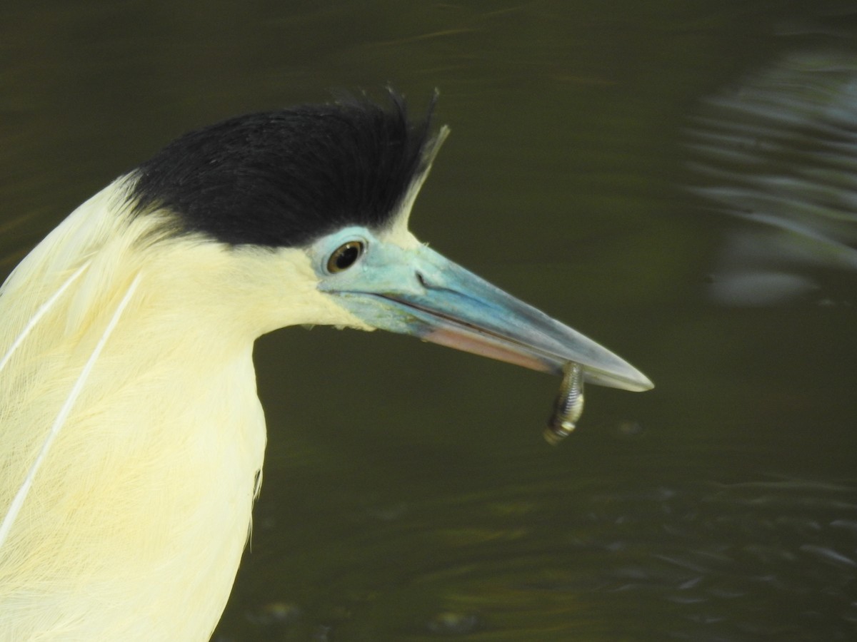 Capped Heron - ML644054022
