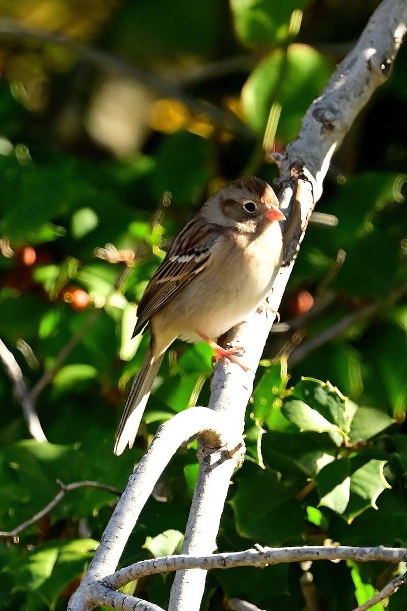 Field Sparrow - ML644054029