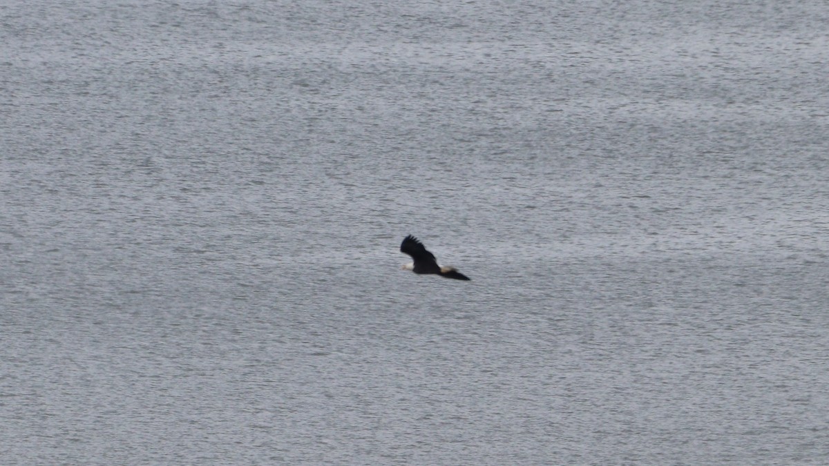 Bald Eagle - ML644054040