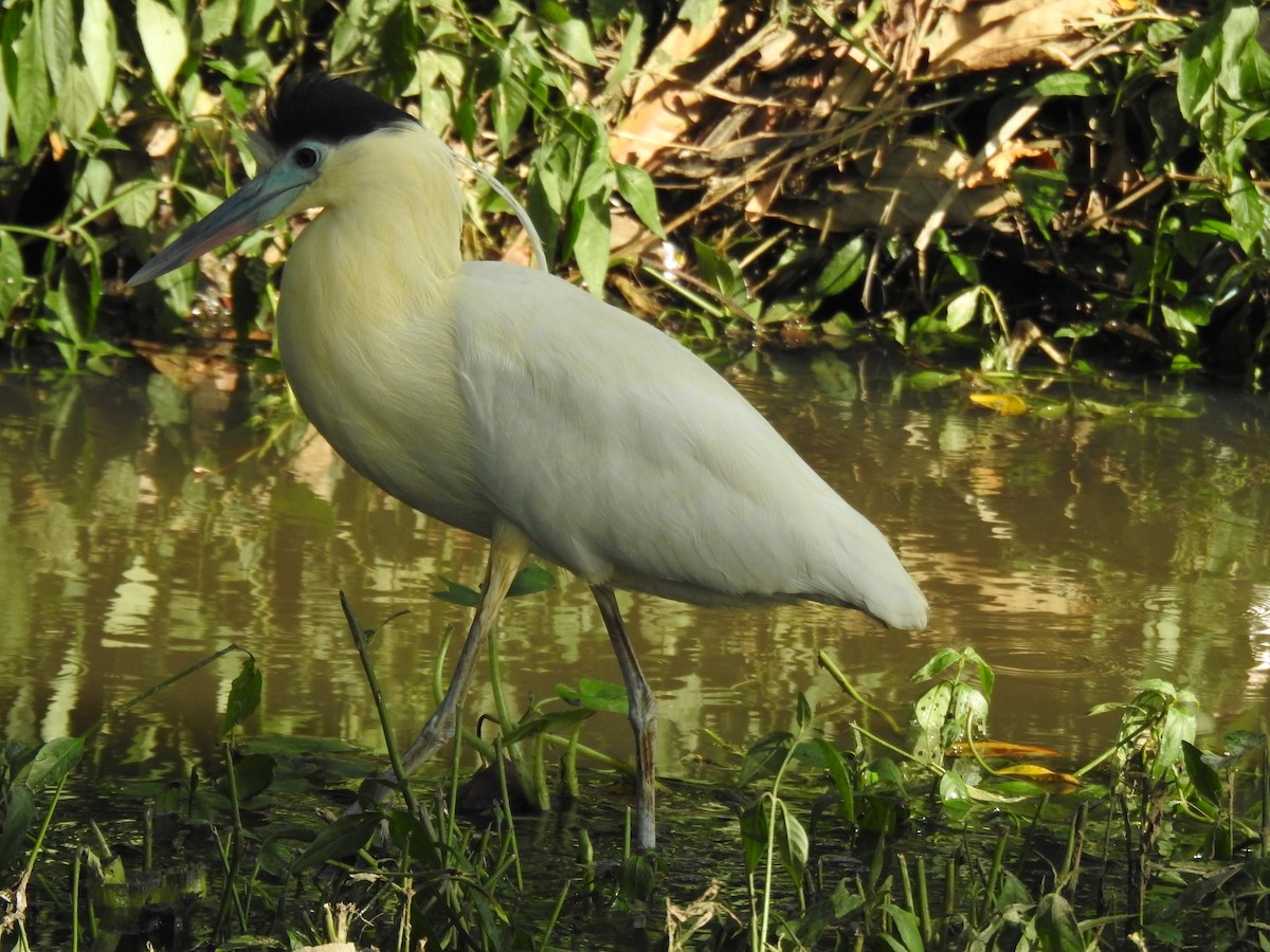 Capped Heron - ML644054041