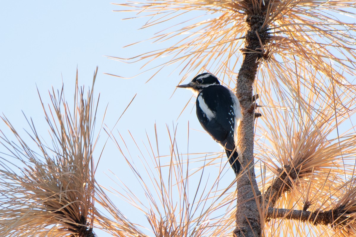 Hairy Woodpecker - ML644054047