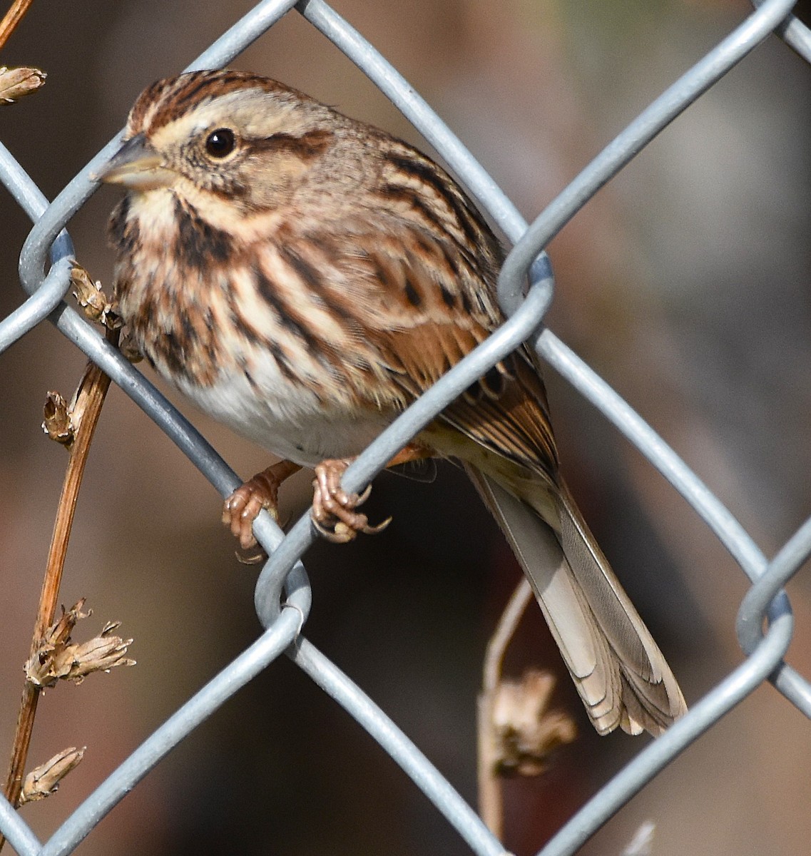 Song Sparrow - ML644054052