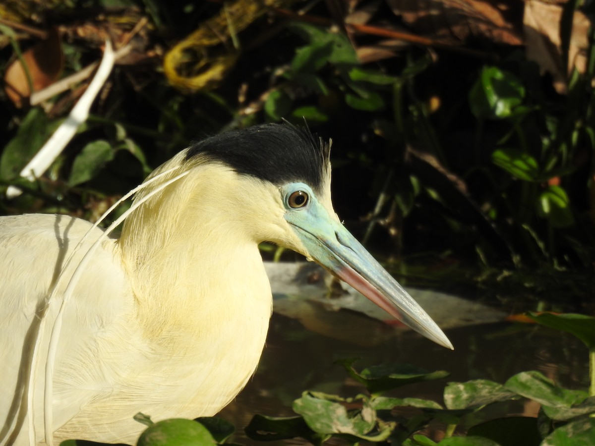 Capped Heron - ML644054057
