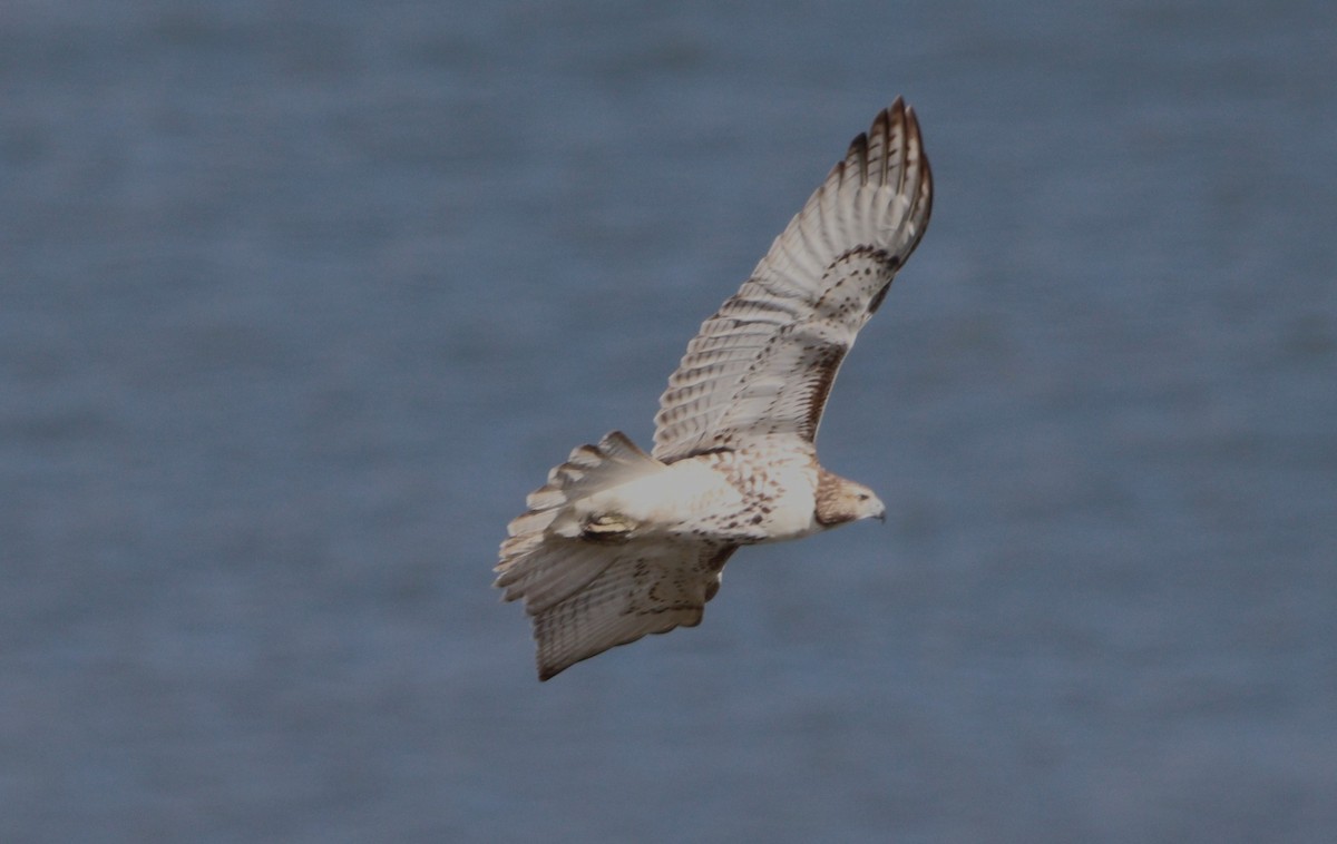 Red-tailed Hawk - ML644054069