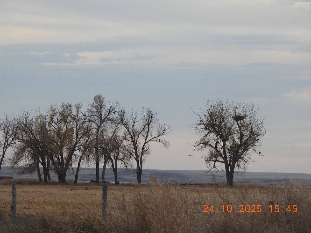 Bald Eagle - ML644054072