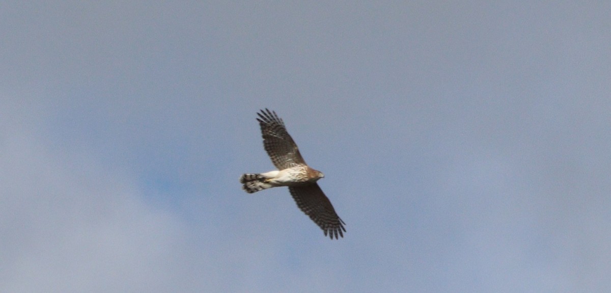 Cooper's Hawk - ML644054098