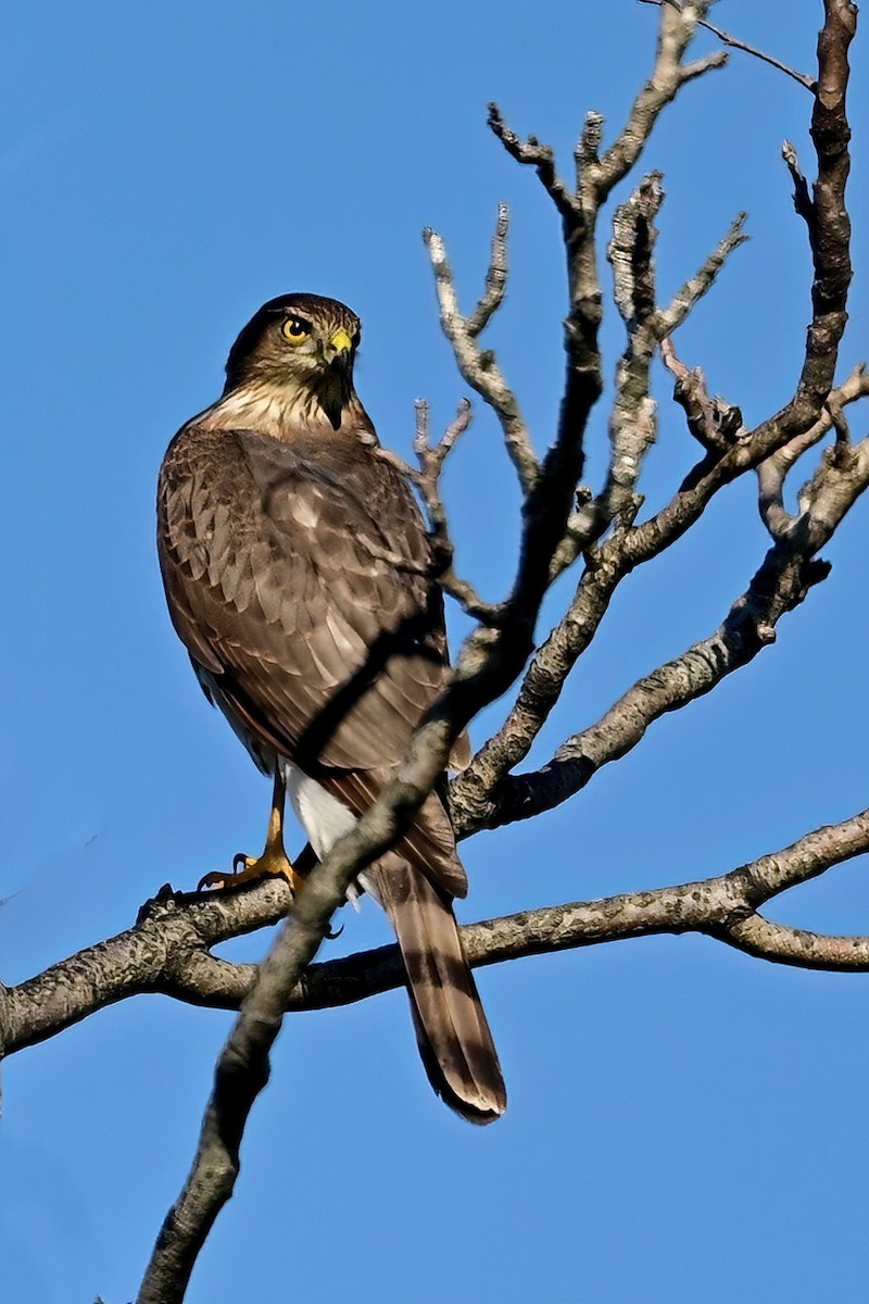 Cooper's Hawk - ML644054104