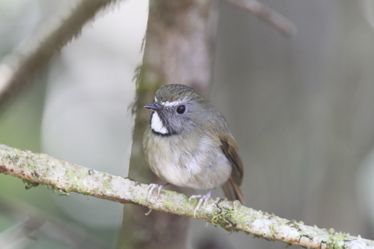 White-gorgeted Flycatcher - ML644054112