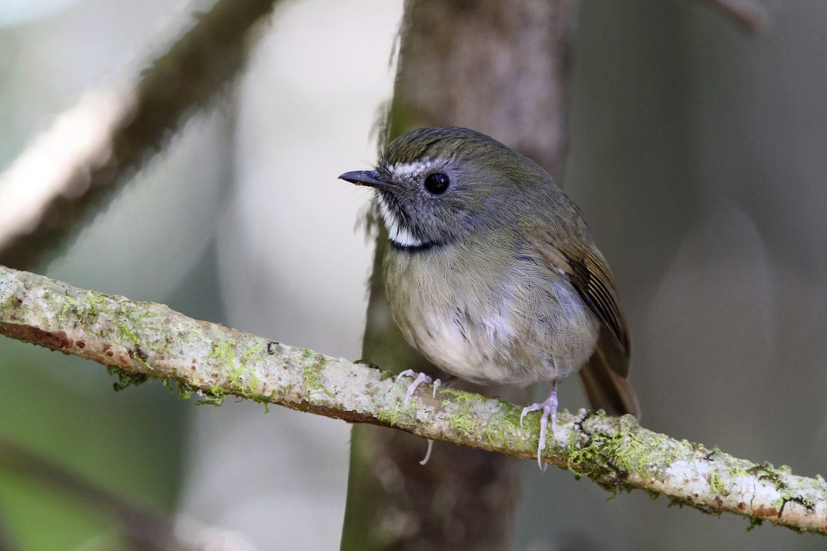 White-gorgeted Flycatcher - ML644054113