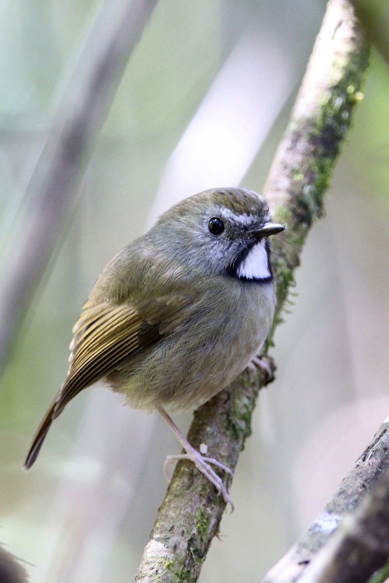 White-gorgeted Flycatcher - ML644054114