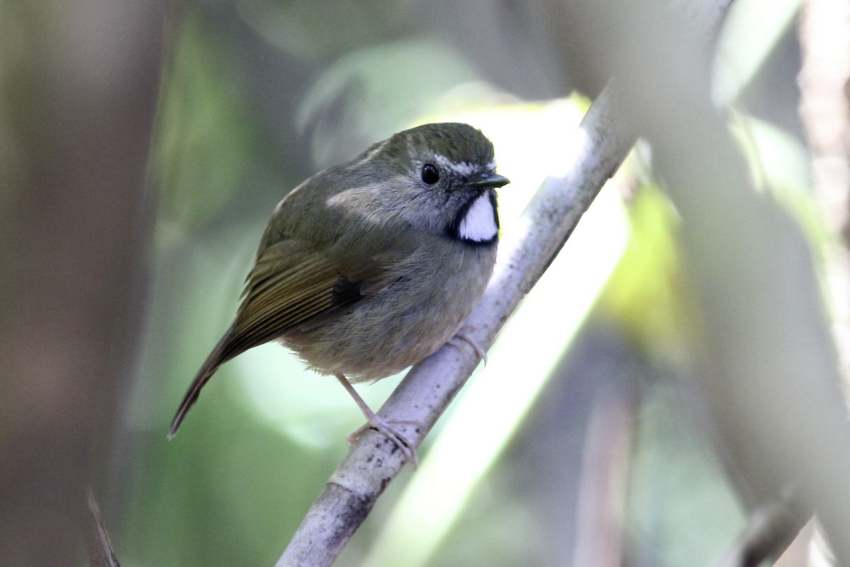 White-gorgeted Flycatcher - ML644054115