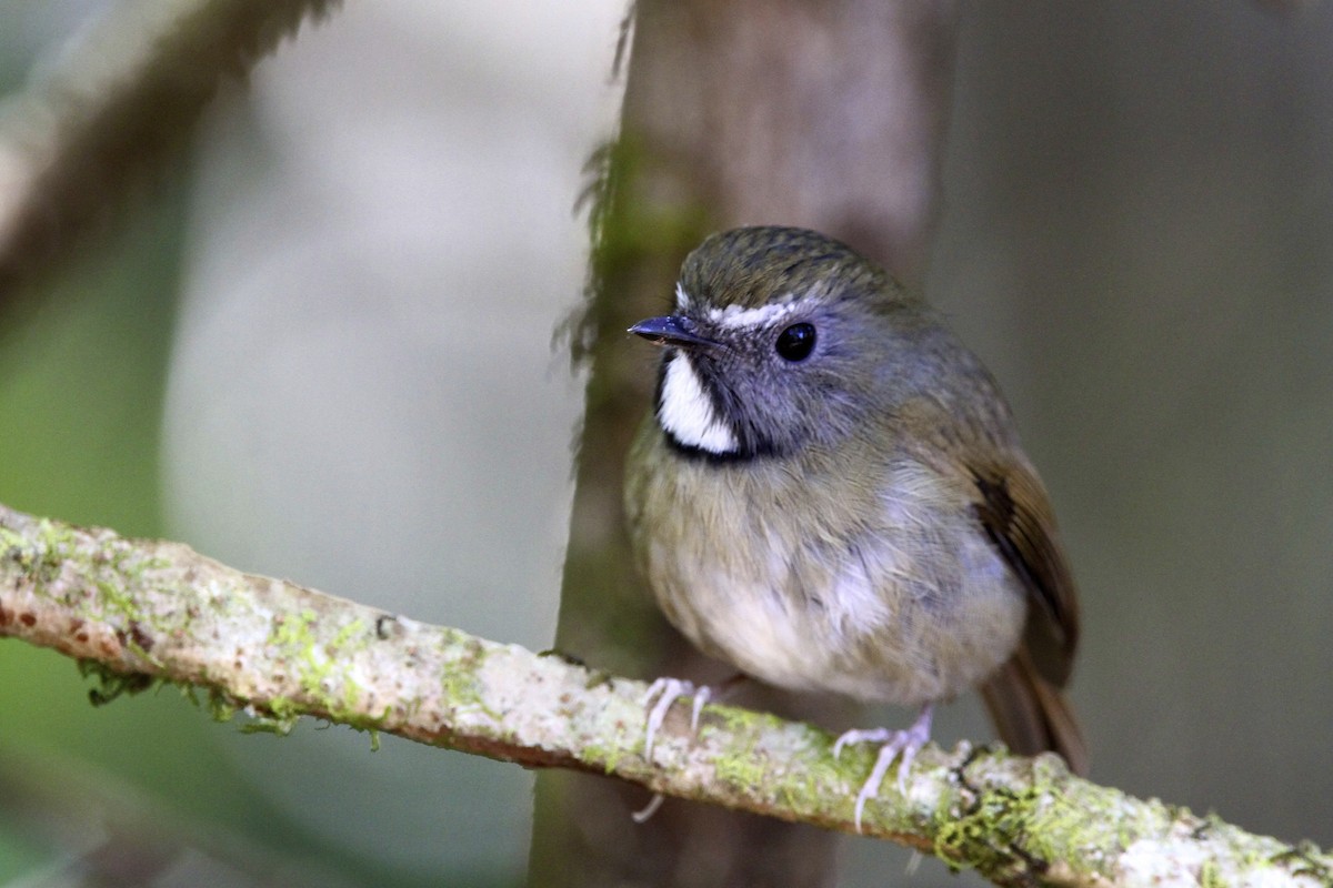 White-gorgeted Flycatcher - ML644054116