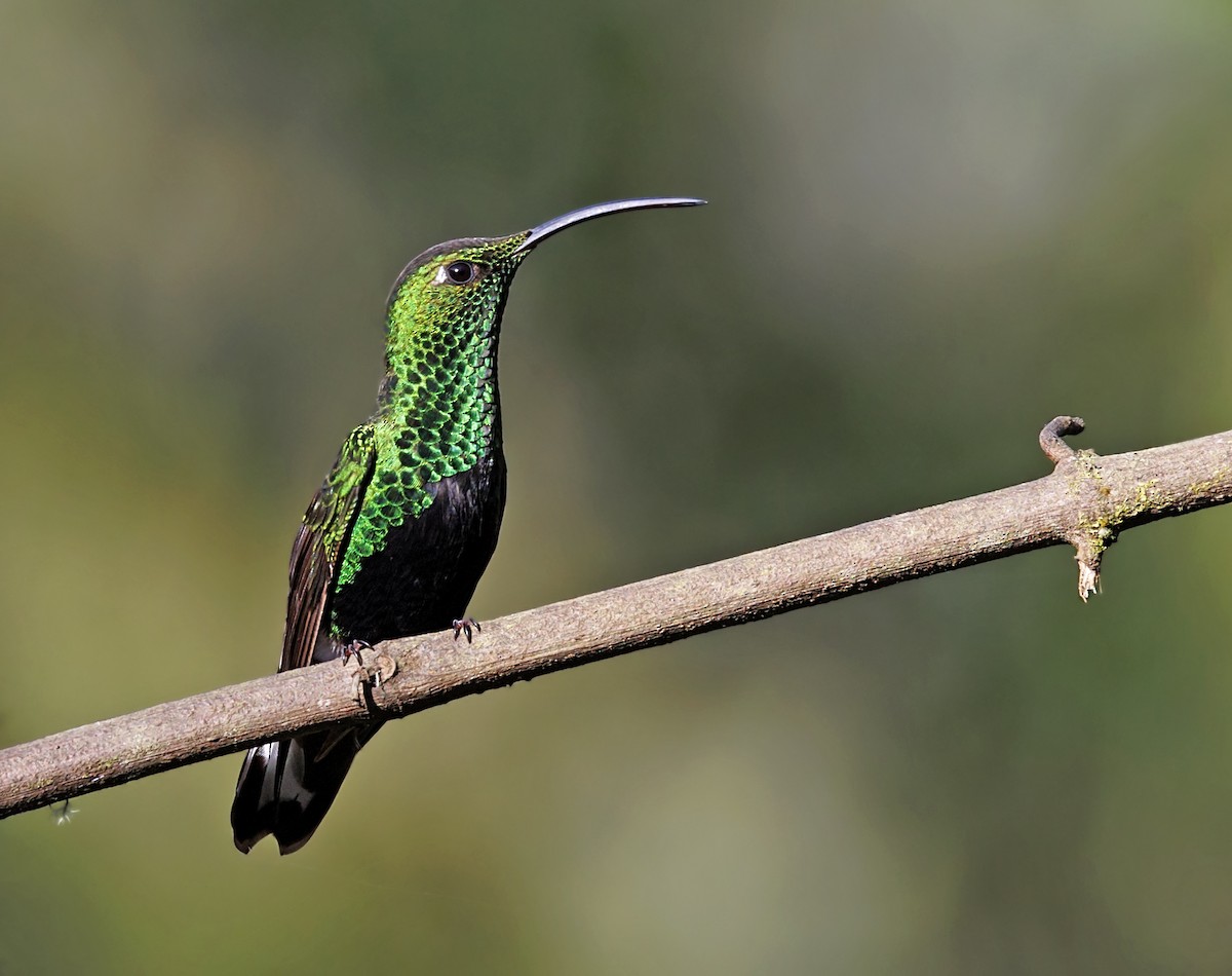 Mountain Velvetbreast - ML644054117