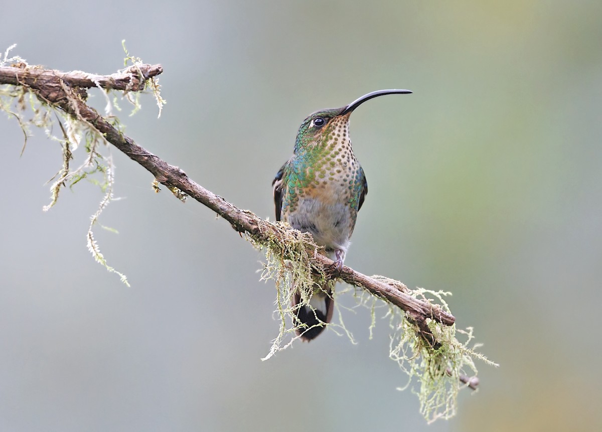 Mountain Velvetbreast - ML644054118