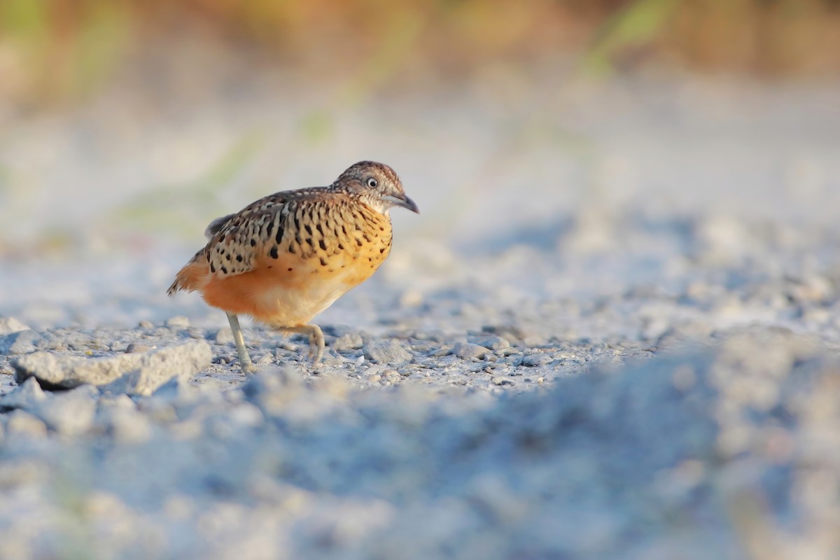 Barred Buttonquail - ML644054126