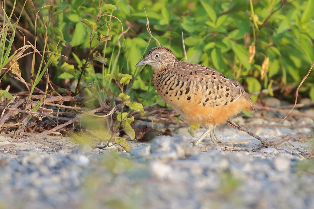 Barred Buttonquail - ML644054127
