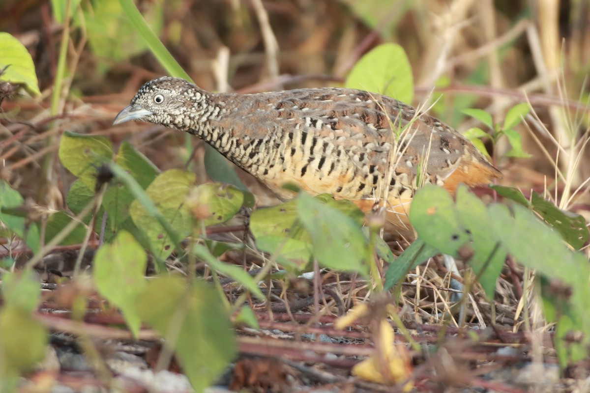 Barred Buttonquail - ML644054128