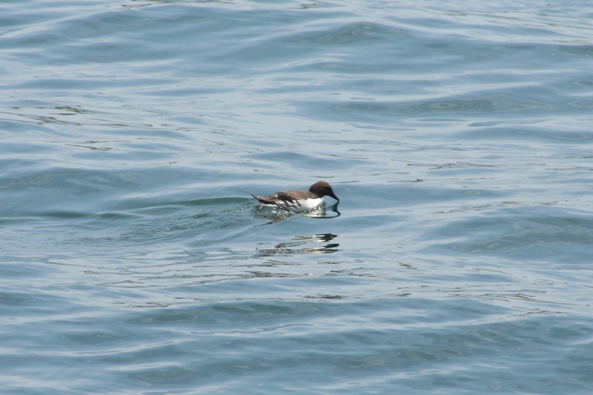 Common Murre - ML644054131