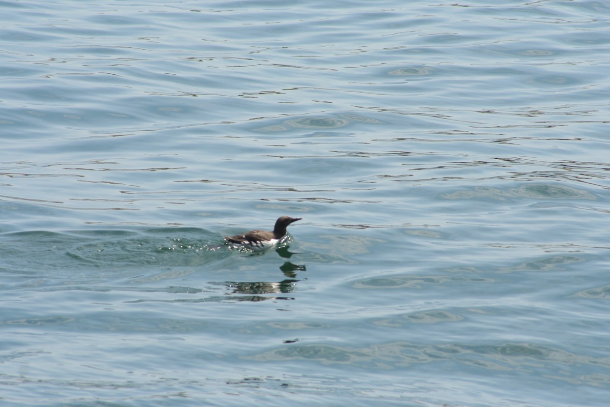 Common Murre - ML644054132
