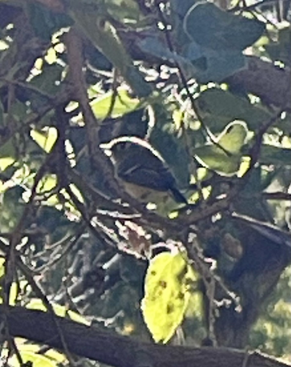 Ruby-crowned Kinglet - ML644054139