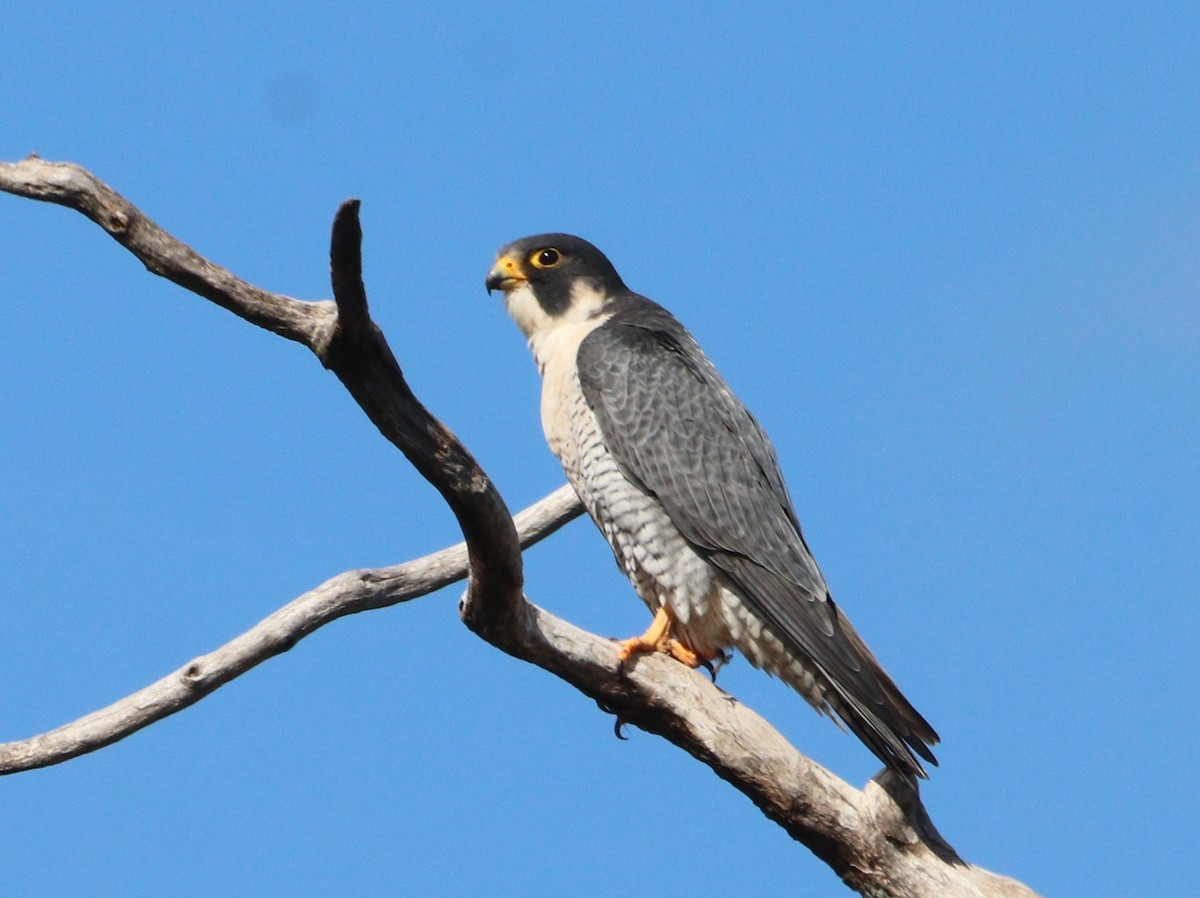 Peregrine Falcon - ML644054141