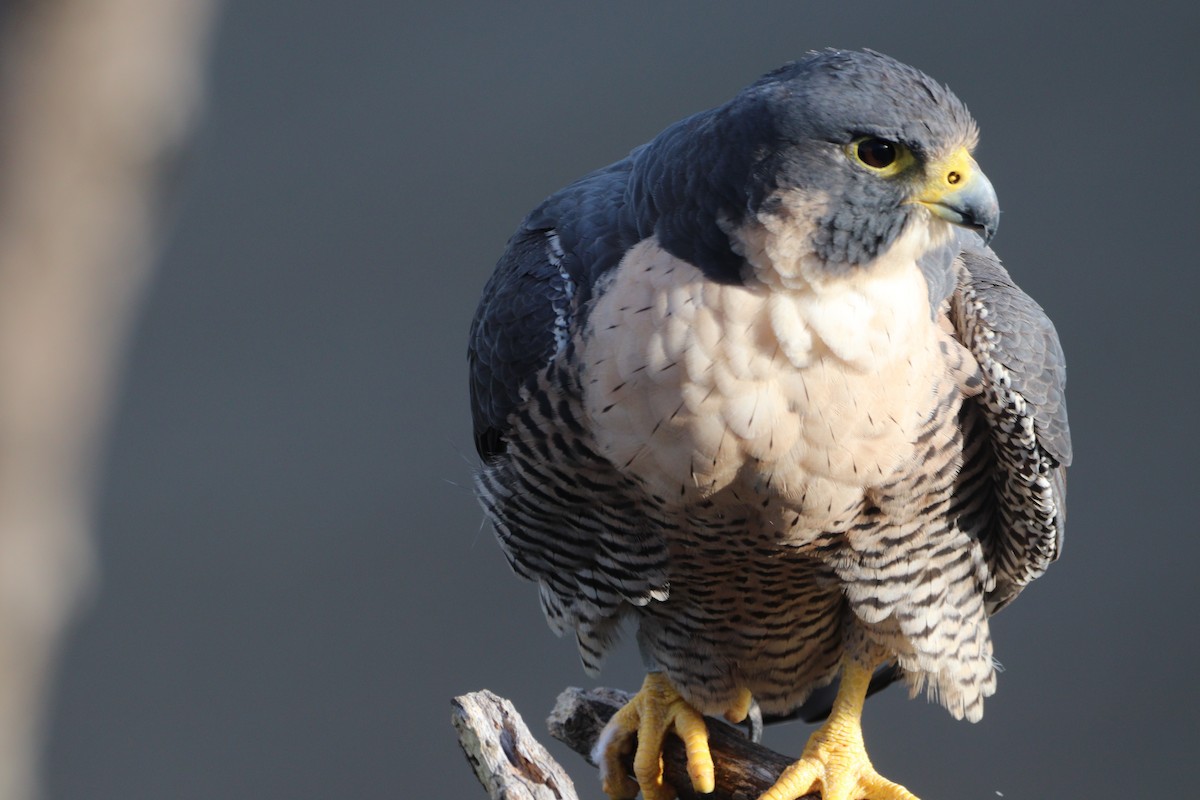 Peregrine Falcon - ML644054144